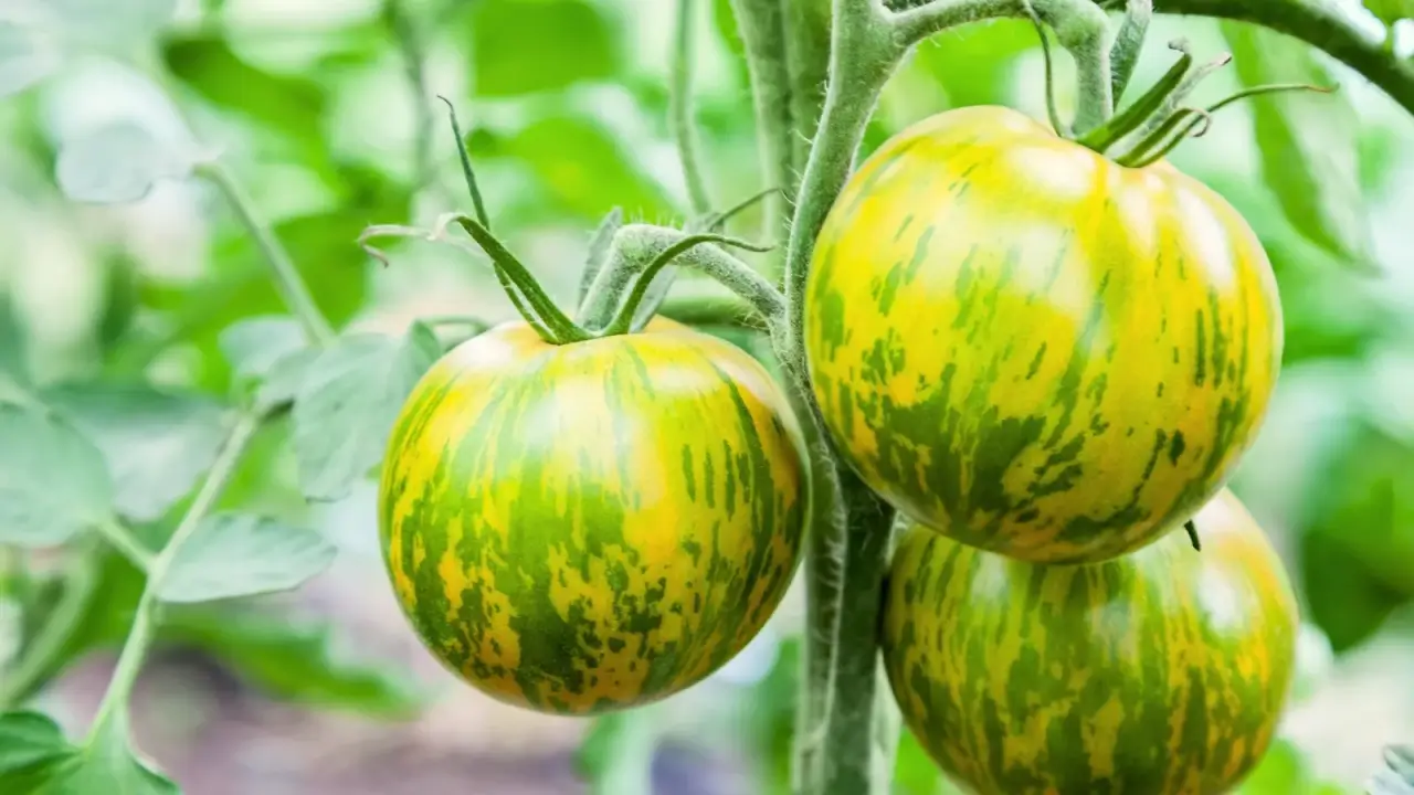 Round green tomatoes display dark green stripes over a lighter green background with smooth, shiny skin, growing on upright, sturdy stems among green, lobed foliage.