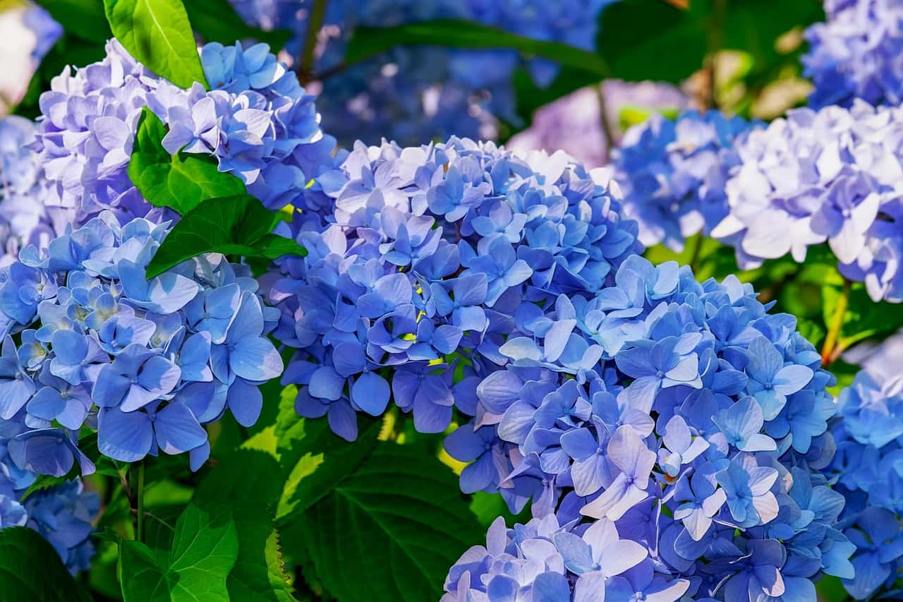 Soil pH Strategies for Vibrant Hydrangea Colors: Hacks for Pink, Blue and Purple Blooms 8 hydrangea 3487664 1280 1
