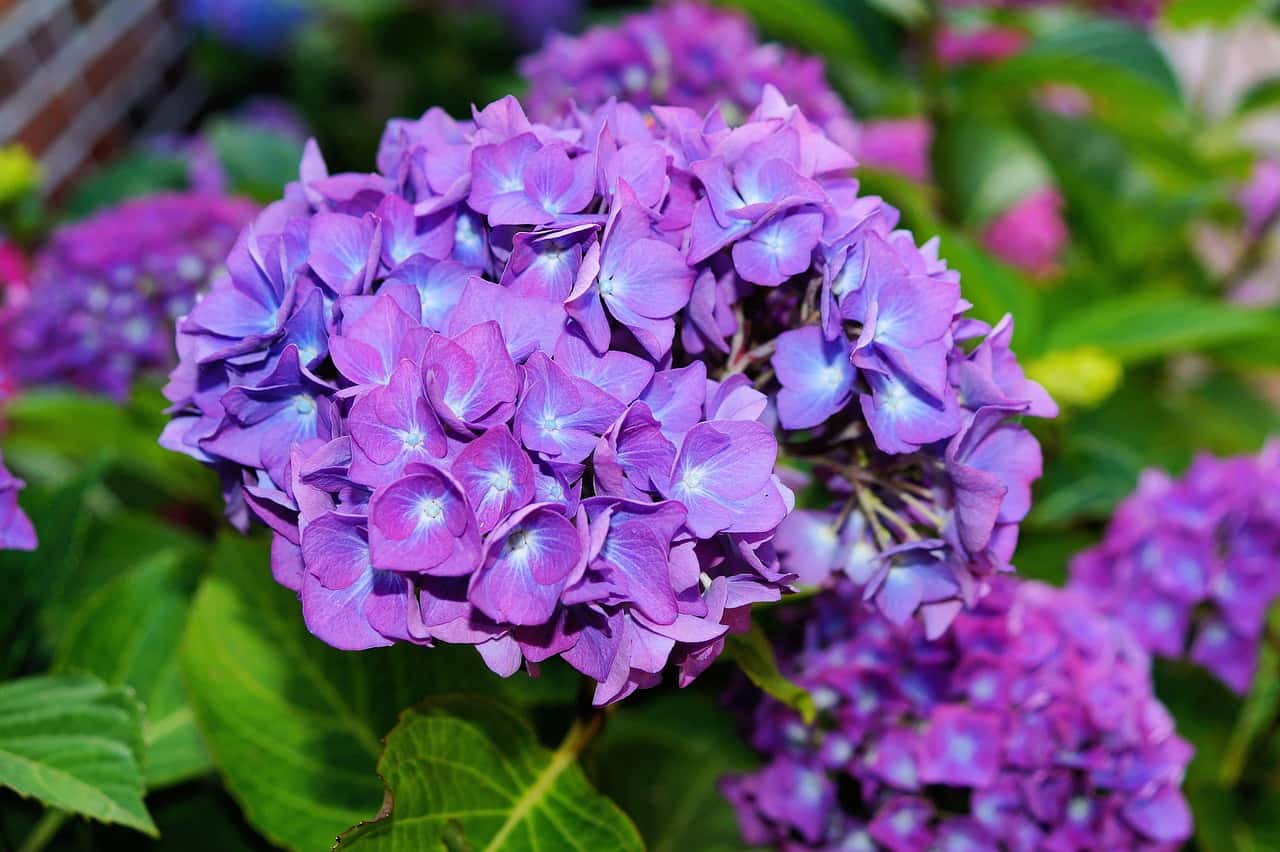 Soil pH Strategies for Vibrant Hydrangea Colors: Hacks for Pink, Blue and Purple Blooms 7 hydrangea 377427 1280 1