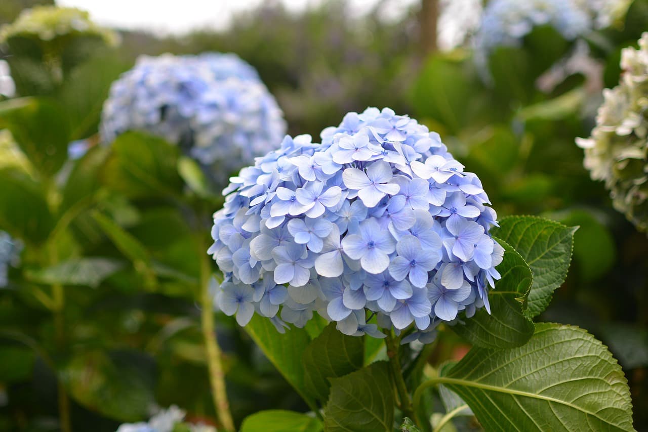 Soil pH Strategies for Vibrant Hydrangea Colors: Hacks for Pink, Blue and Purple Blooms 9 hydrangea 5524737 1280 1