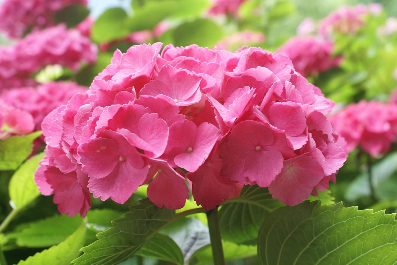 Soil pH Strategies for Vibrant Hydrangea Colors: Hacks for Pink, Blue and Purple Blooms 10 pink 1166869 1280 1