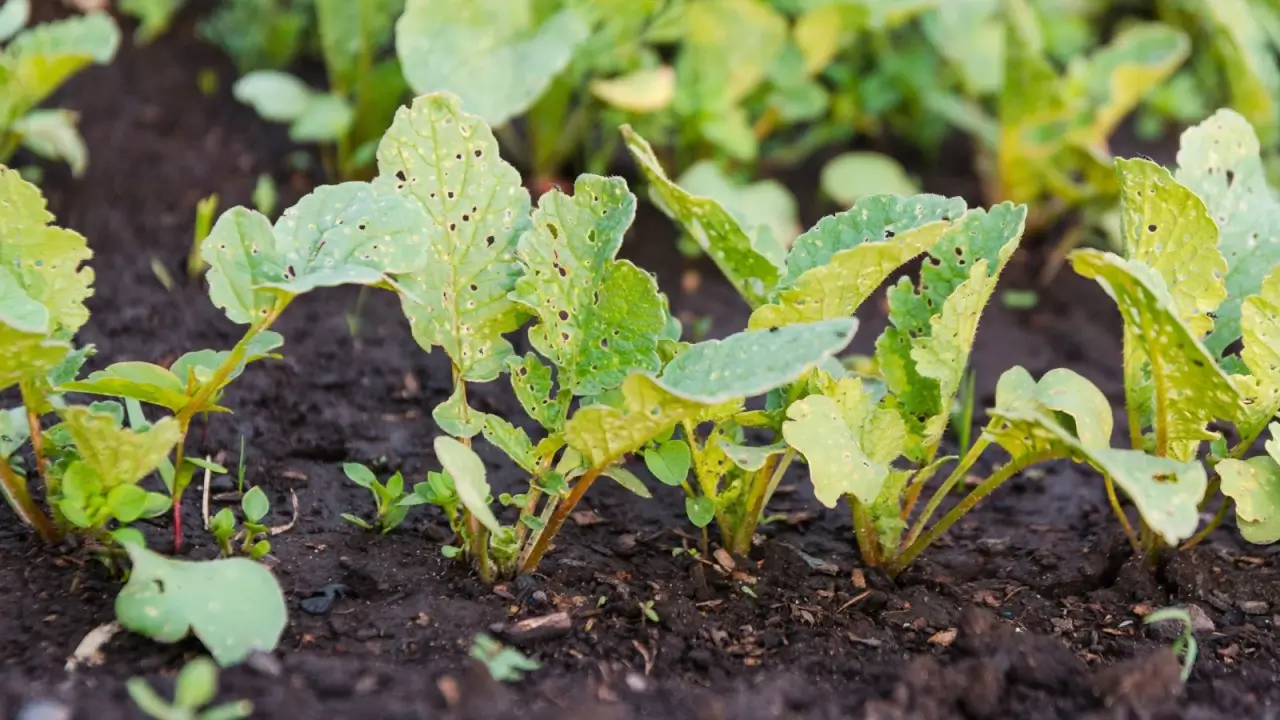 A close-up of radishes growing in a row in a garden bed, with the oval green leaves covered in small irregular holes due to flea beetle damage.