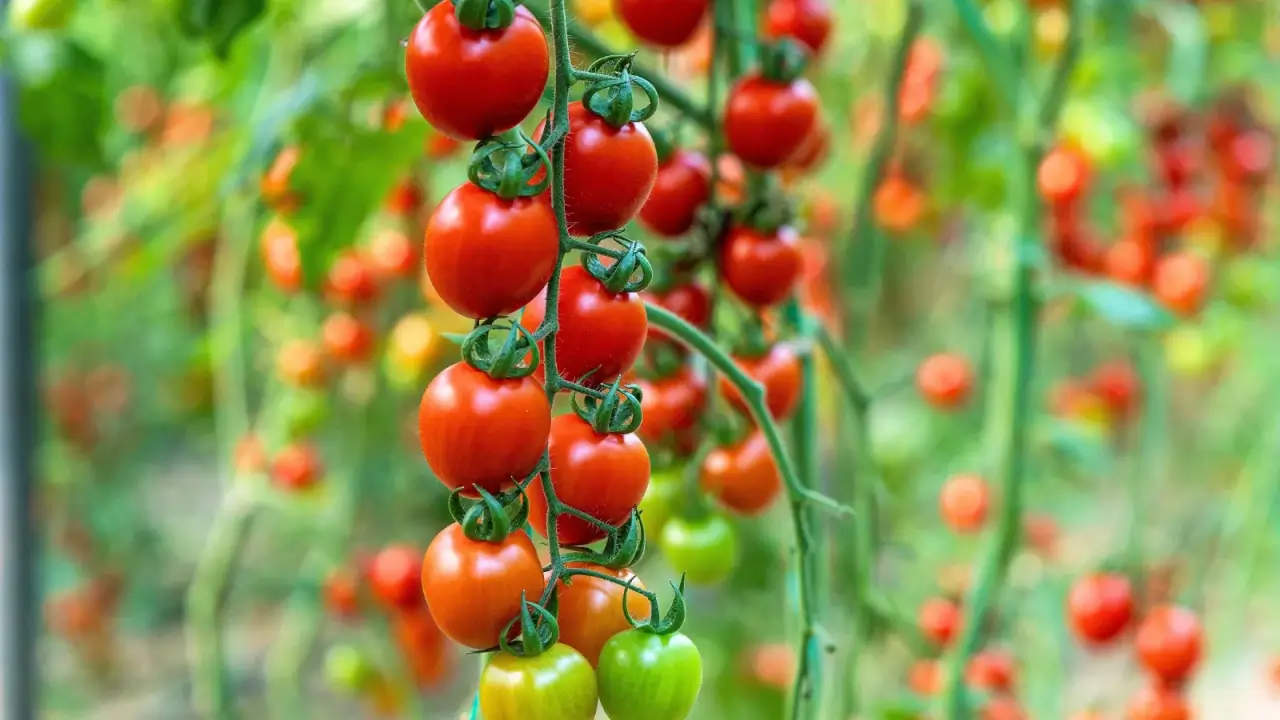 Long bunches of ripe cherry tomatoes, which are small, round in shape with glossy thin red skin, stand against a garden backdrop.