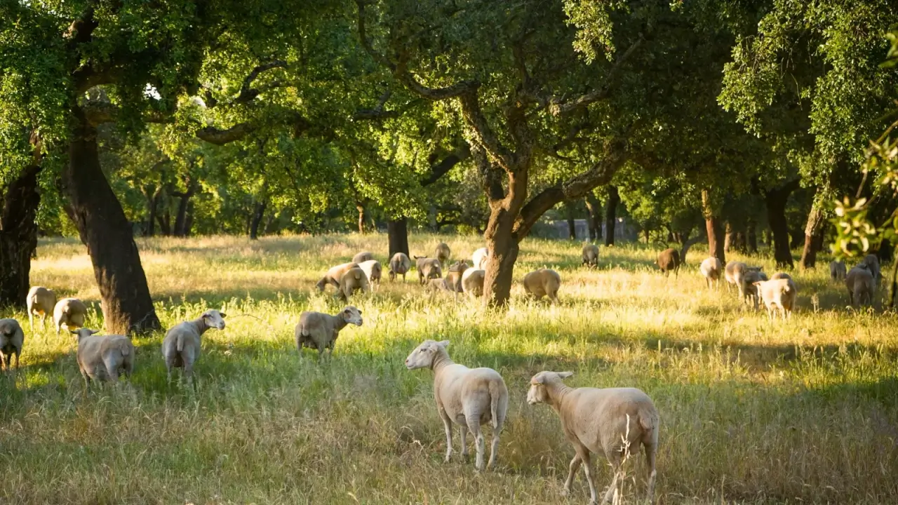A flock of shorn sheep graze in a meadow among sparsely planted large trees.