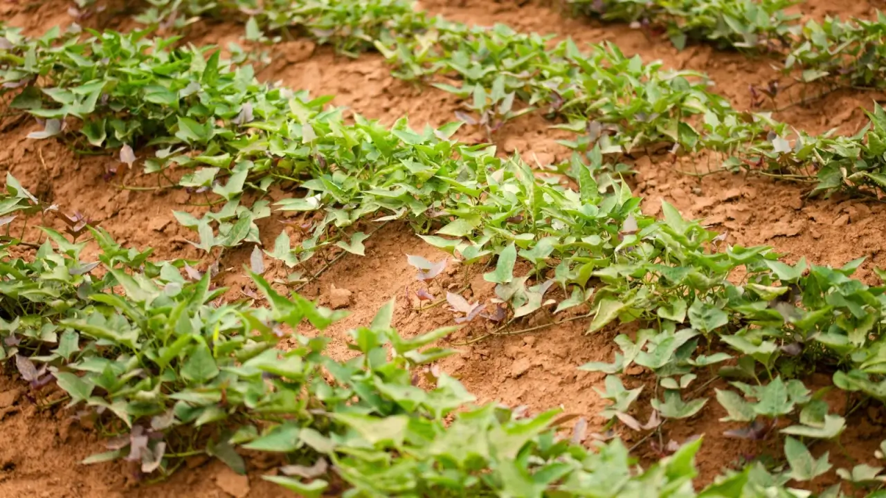 In a large field, sweet potato vines grow in neat rows close to the ground, spreading their thin vines with green and purple pointed, lobed leaves.