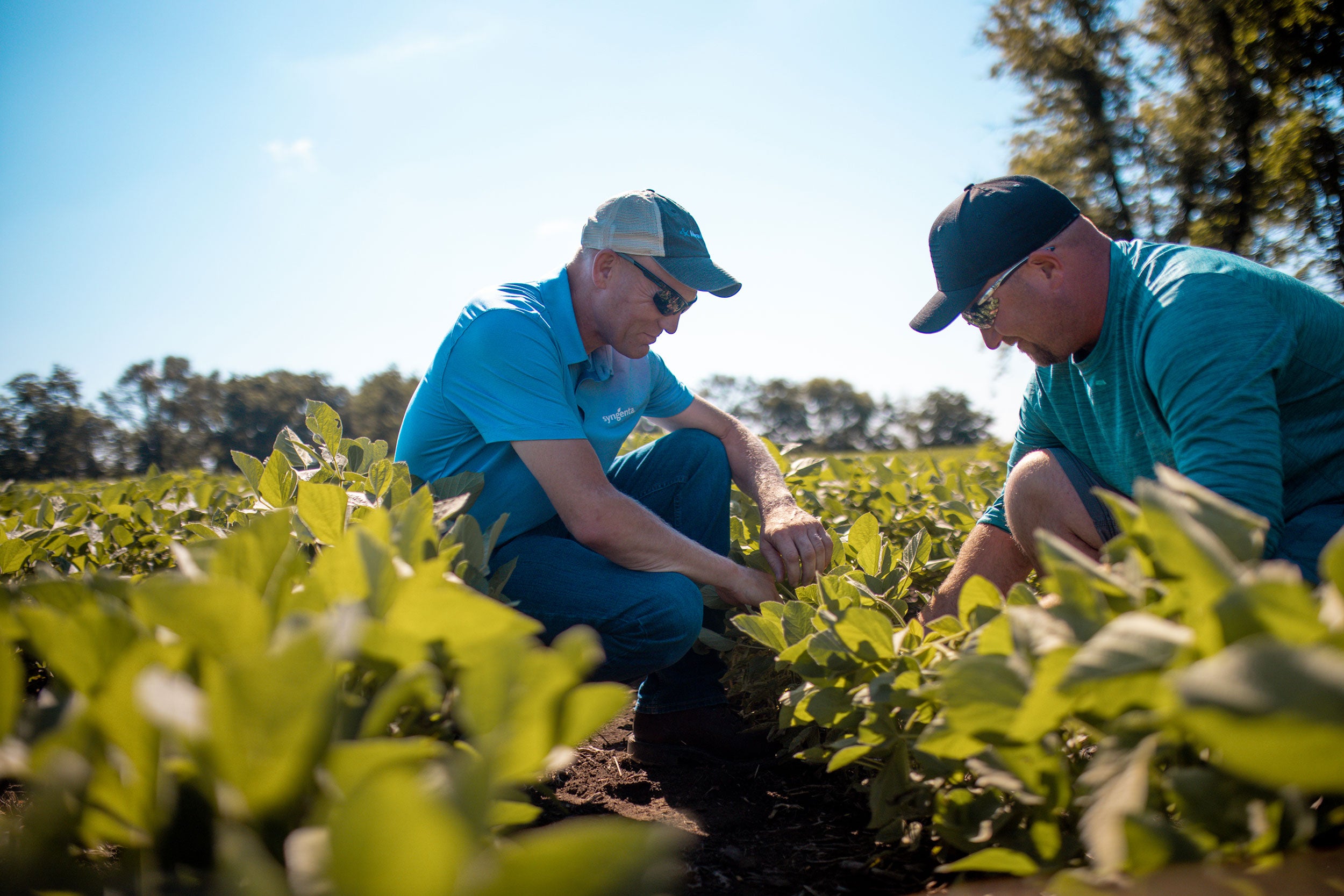 syngenta-scouting-fields-growers