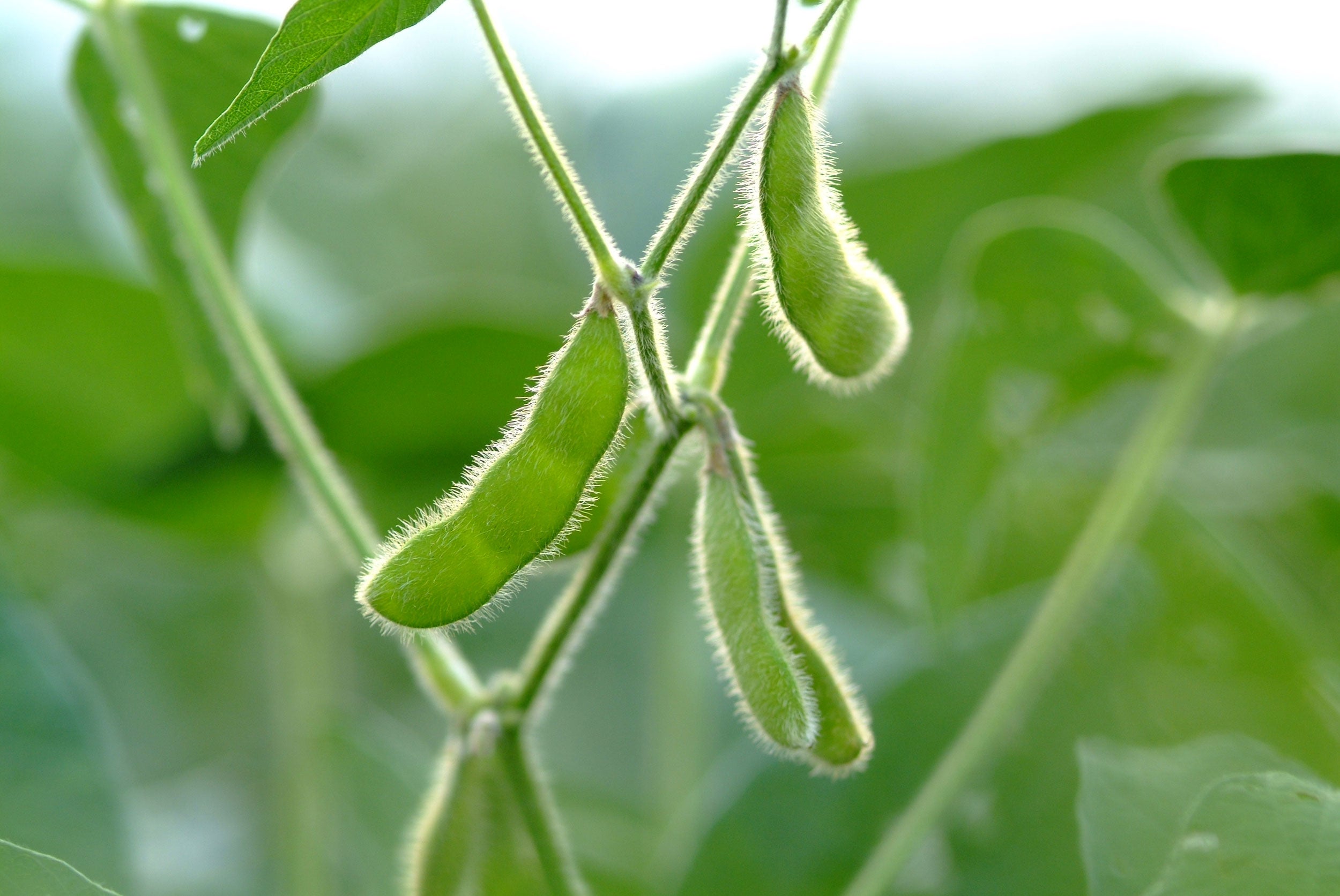 syngenta-soybean-pods-closeup