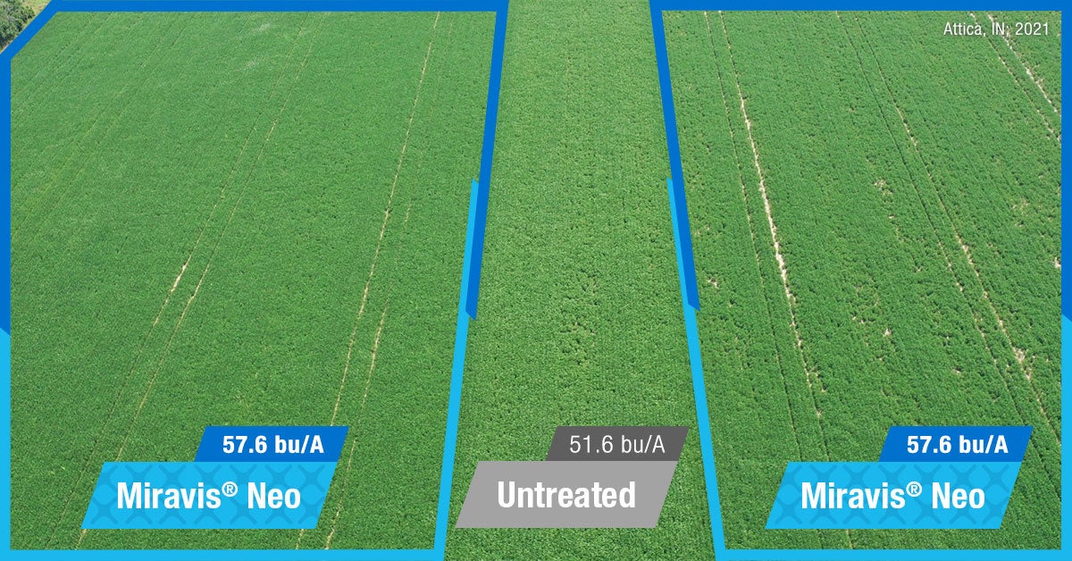 syngenta-soybean-trial-strip-miravis-neo-untreated